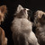 des folies de caprice des folies de caprice