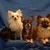 Chihuahuakennel Majestic Miracle Chihuahuakennel Majestic Miracle