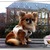 Hometown Glory's Chihuahua Kennel Hometown Glory's Chihuahua Kennel