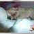 Hometown Glory's Chihuahua Kennel Hometown Glory's Chihuahua Kennel
