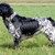 Grote Munsterlander kennel van't Ginaflorashof Grote Munsterlander kennel van't Ginaflorashof
