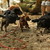 3e teckelwandeling 3e teckelwandeling