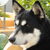 Siberische Husky Siberische Husky
