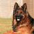 A. Wundrock - kennel Von Schloss Bladenhorst