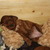 Marlland Irish Setters Marlland Irish Setters
