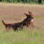 Marlland Irish Setters Marlland Irish Setters