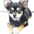 Chihuahua Kennel Bonito Perrito's Chihuahua Kennel Bonito Perrito's