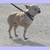 Chihuahua Kennel Tefrhe Chihuahua Kennel Tefrhe