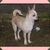 Chihuahua Kennel Tefrhe Chihuahua Kennel Tefrhe