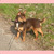 Chihuahua Kennel Tefrhe Chihuahua Kennel Tefrhe