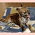 Chihuahua Kennel Tefrhe Chihuahua Kennel Tefrhe