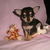 Chihuahua Kennel Tefrhe Chihuahua Kennel Tefrhe