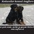 Rottweiler kennel Angfiero Rottweiler kennel Angfiero