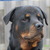 Rottweiler kennel Angfiero Rottweiler kennel Angfiero
