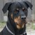 Rottweiler kennel Angfiero Rottweiler kennel Angfiero