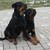 Rottweiler kennel Angfiero Rottweiler kennel Angfiero