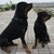 Rottweiler kennel Angfiero Rottweiler kennel Angfiero