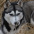 Siberische Husky Siberische Husky