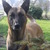 mechelse herder kennel van de Ravenhoeve