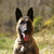 mechelse herder kennel van de Ravenhoeve