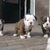 onzedoggiedogs