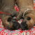 mechelse herder kennel van de Ravenhoeve mechelse herder kennel van de Ravenhoeve