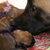 mechelse herder kennel van de Ravenhoeve mechelse herder kennel van de Ravenhoeve
