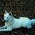 Zwitserse Witte Herder