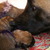 mechelse herder kennel van de Ravenhoeve
