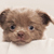 chikechihua chikechihua