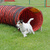 Parson Russell Terrier Sergeyssels 