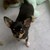 Chihuahua-true-love
