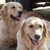 Brooklands golden retrievers