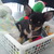 Chihuahua-true-love