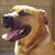 Perro Dogo Mallorquín