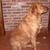 Golden Retriever Kennel Aroha Wai