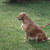 Golden Retriever Kennel Aroha Wai