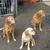 Golden Retriever Kennel Aroha Wai