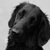 Flat Coated Retriever