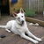 Zwitserse Witte Herder