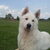 Zwitserse Witte Herder Zwitserse Witte Herder