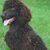 Ierse Waterspaniel Ierse Waterspaniel