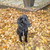 Flat Coated Retriever