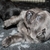 Detchema Tibetaanse Mastiff Detchema Tibetaanse Mastiff