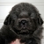 Detchema Tibetaanse Mastiff