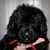 Detchema Tibetaanse Mastiff