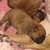 Cadbury Angels