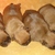 Cadbury Angels