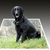 Flat Coated Retriever