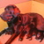Familie Maes
